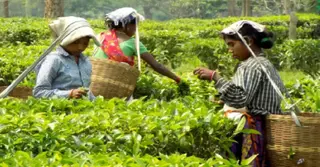 শ্রীমঙ্গলে ১৮তম চা নিলাম অনুষ্ঠিত, কমেছে চায়ের বিক্রি